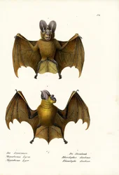 Grand faux vampire, 1824